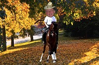 dadonhorse