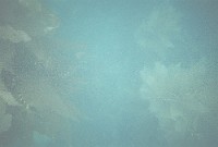 FH000015