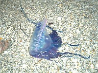P1010272