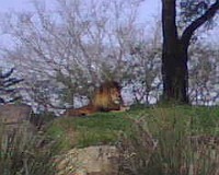 IMG00021