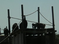 DSCN0307