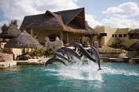 Dolphinaris 3