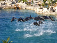 Dolphinaris 4