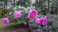 IMG_00000061