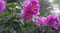 IMG_00000063
