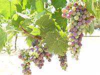 Tuscany Folder