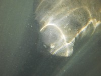 Manatees